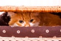 Red cat in box Royalty Free Stock Photo