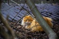 Red cat in the branches Royalty Free Stock Photo