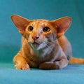 Red Cat breed Oriental on green background 6