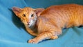 Red Cat breed Oriental on green background