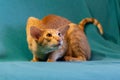 Red Cat breed Oriental on green background 2