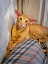 Red Cat breed Oriental on tipped background