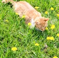 Red cat catching mouse in grass Royalty Free Stock Photo