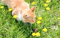 Red cat catching mouse in grass Royalty Free Stock Photo