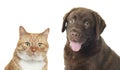 Red cat and chocolate Labrador Retriever on white background. Cute pets Royalty Free Stock Photo
