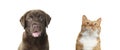 Red cat and chocolate Labrador Retriever on white background. Cute pets Royalty Free Stock Photo