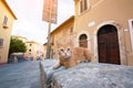 Red cat - citizen of Montalcino, ancient center of city. Tuscany holidays. Italy holidays in Tuscany, Italy, Europe.