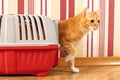 red cat climbs out of a pet carrier Royalty Free Stock Photo