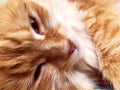 Red cat. Close-up. Beautiful cat, Cat has green eyes. Selective focus. Pet. Royalty Free Stock Photo