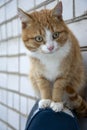 Red cat close-up. Cute pet with attentive eyes sitting on the back of the chair