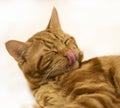 Red cat close up sleeping Royalty Free Stock Photo