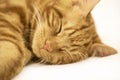Red cat close up sleeping Royalty Free Stock Photo