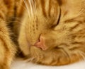 Red cat close up sleeping Royalty Free Stock Photo