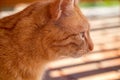 Red cat - close up view of the head of a ginger cat Royalty Free Stock Photo