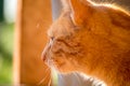 Red cat - close up view of the head of a ginger cat Royalty Free Stock Photo