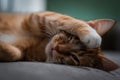 red sleepy kitty Royalty Free Stock Photo