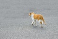 Red cat crosses the asphalt road Royalty Free Stock Photo