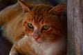 Red cat discreetly look close up Royalty Free Stock Photo