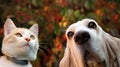 Red cat and dog on autumn background Royalty Free Stock Photo