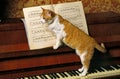 RED AND CAT DOMESTIC CAT, ADULT STANDING ON PIANO