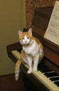 RED AND CAT DOMESTIC CAT, ADULT STANDING ON PIANO