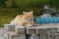 Red cat dozes on the paving stones in the yard