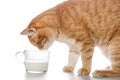 Red cat drinking milk Royalty Free Stock Photo