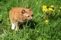 Red cat eating grass Royalty Free Stock Photo