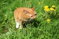 Red cat eating grass Royalty Free Stock Photo