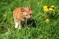 Red cat eating grass Royalty Free Stock Photo