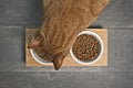 Red cat eating at home from a double food bowl. Royalty Free Stock Photo