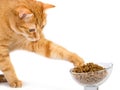 Red cat eats food from a glass bowl