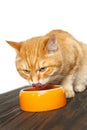 Red cat eats food Royalty Free Stock Photo