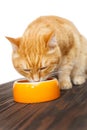 Red cat eats food Royalty Free Stock Photo