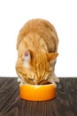 Red cat eats food Royalty Free Stock Photo