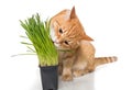 Red cat eats green grass Royalty Free Stock Photo