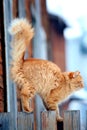 Red cat on a fence Royalty Free Stock Photo