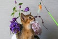 Red cat with flower vase Royalty Free Stock Photo