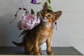 Red cat with flower vase Royalty Free Stock Photo