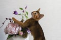 red cat with flower a vase Royalty Free Stock Photo