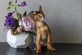 Red cat with flower vase Royalty Free Stock Photo