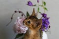 Red cat with flower vase Royalty Free Stock Photo