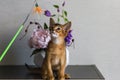 Red cat with flower vase Royalty Free Stock Photo