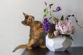 Red cat with flower vase Royalty Free Stock Photo