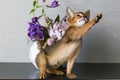 Red cat with flower a vase Royalty Free Stock Photo