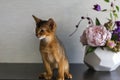 Red cat with flower a vase Royalty Free Stock Photo