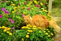 Red cat among the flowers Royalty Free Stock Photo