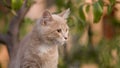 Red cat among the foliage of a tree, a pet walking outdooors