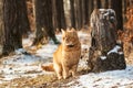 Red cat in the forest. Royalty Free Stock Photo