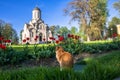 A red cat in front of the Spassky Cathedral in the Andronikov monastery, Moscow. Royalty Free Stock Photo